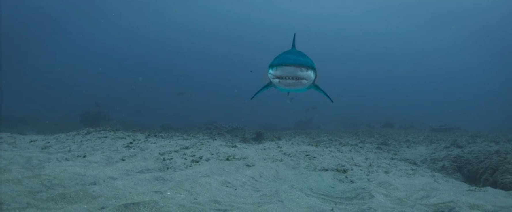 Deep Blue Sea 3 (2020)