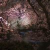 Ori Gersht. Night Fly, 2010, Archival pigment print, 37 7/8h x 47 1/4w in