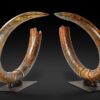 A pair of woolly mammoth tusks fetched €50,775