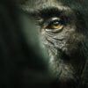 Chimp empire documentary series Netflix