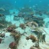 Transplanted coral at the restoration site (Image source: N. Nazurally, EcoMode Society)