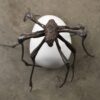 Louise Bourgeois. Spider 2000
