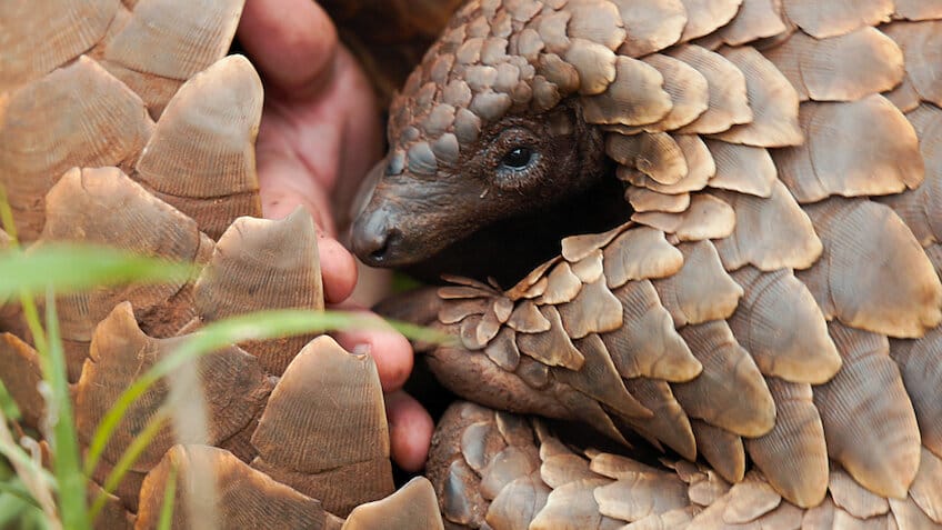 Pangolin Kulu’s Journey - Netflix